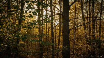 Obraz premium Dense forest with trees and sunlight filtering through the autumn-colored leaves. Nature and woodland landscape scene. The forest environment and natural scenery.
