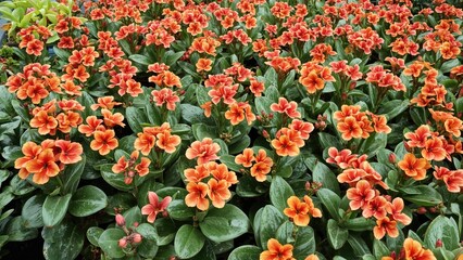 Obraz premium Bright orange flowers with green leaves, densely packed, creating a vibrant floral display.