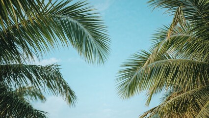 Fototapeta premium Tropical palm trees with green fronds against a bright blue sky.