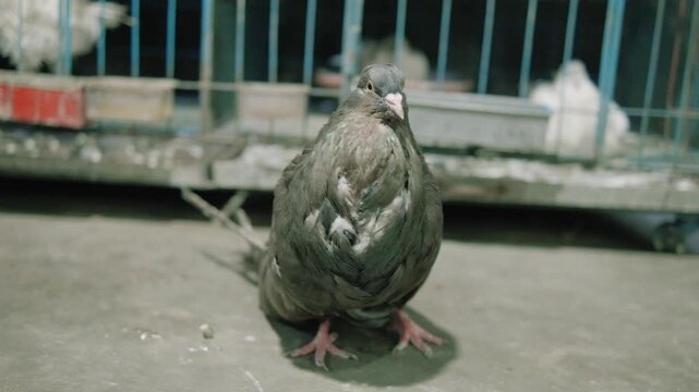 The German Cropper pigeon is walking on the floor.