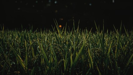 A field of tall grass or crops at sunset with the sun near the horizon. Nature, agriculture, and sunset scene. The image captures the tranquility of a rural landscape.