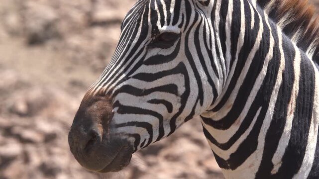 Close-up of plains zebra head and striped pattern