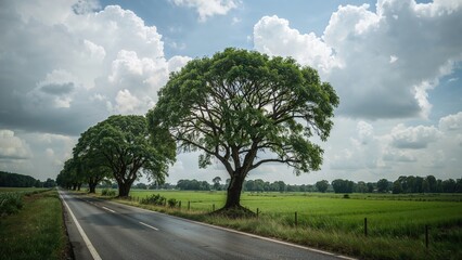 Fototapeta premium Lush green trees along a rural road under a cloudy sky. Nature and landscape scene, with open fields and a peaceful atmosphere.
