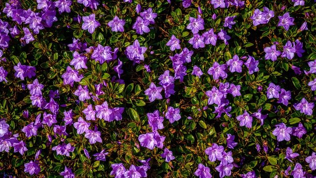 Vivid purple flowers covering a lush green ground cover. Nature and floral scene. Garden and outdoor plants. The blooming of vibrant flowers.