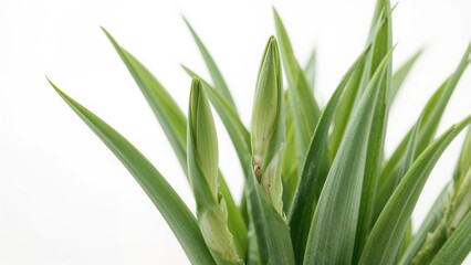 Obraz premium Green plant with elongated leaves and shoots, likely a type of grass or tropical plant.