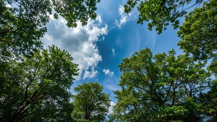 Obraz premium View of the sky through green trees in a forest with clouds and sunlight. Nature scenery. The image showcases the beauty of trees and the sky.