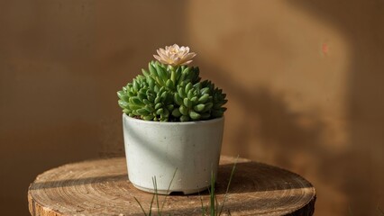 Potted succulent plant on wooden surface with blurred background. Concept of indoor gardening and plant care.