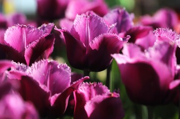 purple tulips in the garden