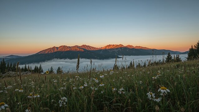 Sunrise over mountains from a meadow with wildflowers, early morning landscape, natural scenery, peaceful outdoor view.