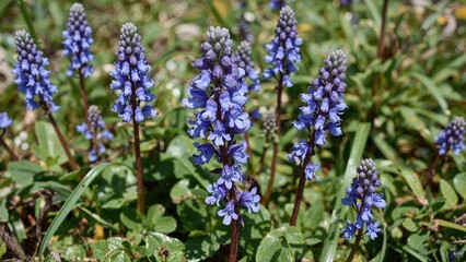Blue grape hyacinths blooming among green foliage and grass.