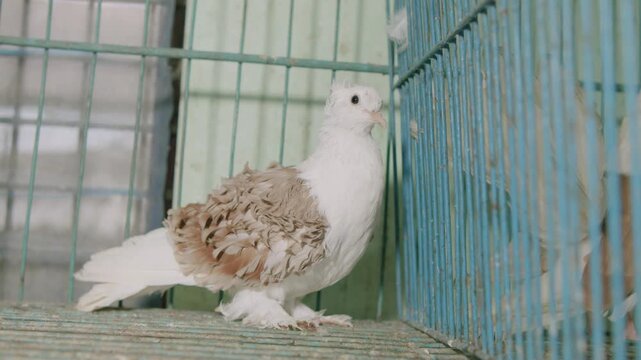 The Frillback fancy pigeon is standing inside the iron cage.