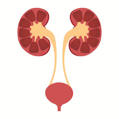 Illustration of kidney and bladder anatomy. Urinary system concept on white background. Vector