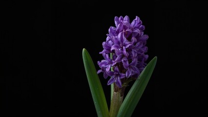 Fototapeta premium Purple hyacinth flower with green leaves against a black background.