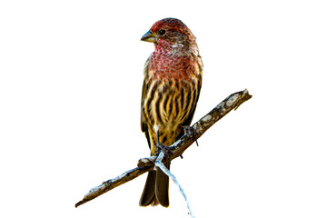 House Finch (Carpodacus mexicanus) Photo, Perched on a Transparent Isolated PNG Background