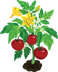 Tomato plant with big ripe red fruits, green leaves and yellow flowers isolated on white background