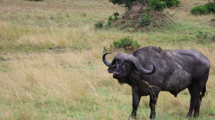 Obraz premium A majestic buffalo standing in the vast grasslands of Maasai Mara, Kenya. The image captures the strength and resilience of wildlife in its natural habitat, highlighting the beauty of African savannah