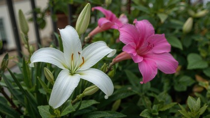 Fototapeta premium White and pink lilies in a garden setting.