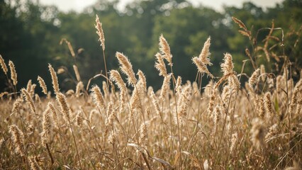 Field of tall grasses with fluffy seed heads in a natural setting.