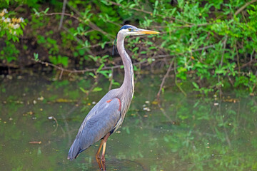 Great Blue Heron in a Secluded Pond