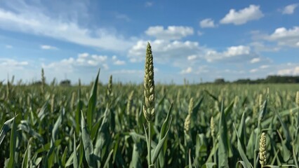 Green crop field under blue sky with clouds, with the number 1882.