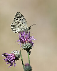 A Marbled White butterfly  on a thistle flowerhead