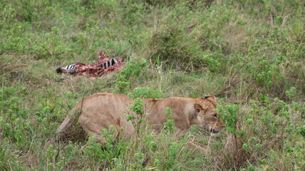 Naklejka premium African Predator and Prey Interaction: Lion and Zebra in Maasai Mara, Kenya
