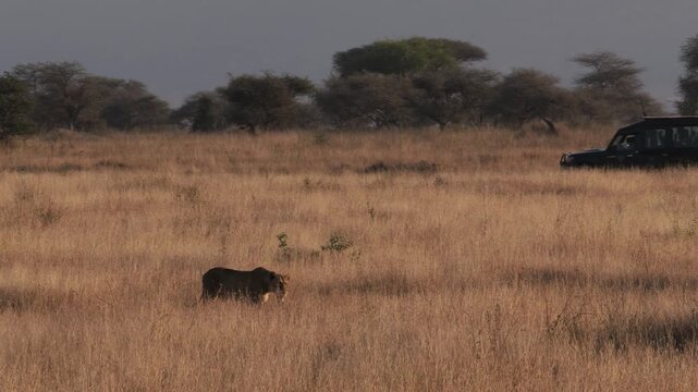 Lioness walking through grass with safari car behind in Serengeti, Tanzania