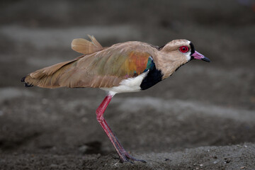 Southern Lapwing (Vanellus chilensis lampronotus) at the beach
