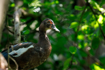A Muscovy duck (Cairina moschata) in the national aviary of Colombia