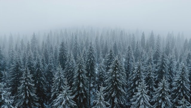 Dense snow-covered pine forest with foggy atmosphere. Nature and winter landscape scene. Cold weather and tranquil environment.