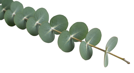 Eucalyptus branch with round leaves, closeup shot isolated on a transparent background