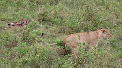 African Predator and Prey Interaction: Lion and Zebra in Maasai Mara, Kenya