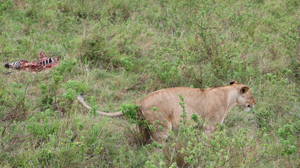 African Predator and Prey Interaction: Lion and Zebra in Maasai Mara, Kenya