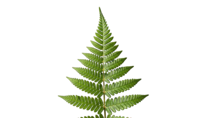 Closeup of a vibrant green fern leaf isolated on a transparent background