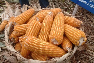 A rustic basket filled with ripe yellow corn cobs in a farm field. Represents healthy harvest, traditional farming, sustainability, and natural food. Perfect for agribusiness.