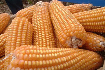 A rustic basket filled with ripe yellow corn cobs in a farm field. Represents healthy harvest, traditional farming, sustainability, and natural food. Perfect for agribusiness.