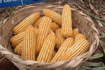 A rustic basket filled with ripe yellow corn cobs in a farm field. Represents healthy harvest, traditional farming, sustainability, and natural food. Perfect for agribusiness.