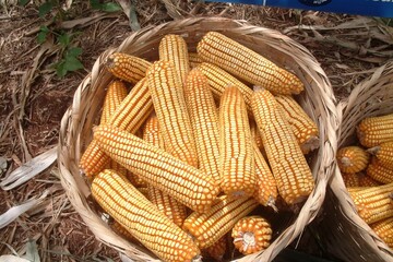 A rustic basket filled with ripe yellow corn cobs in a farm field. Represents healthy harvest, traditional farming, sustainability, and natural food. Perfect for agribusiness.