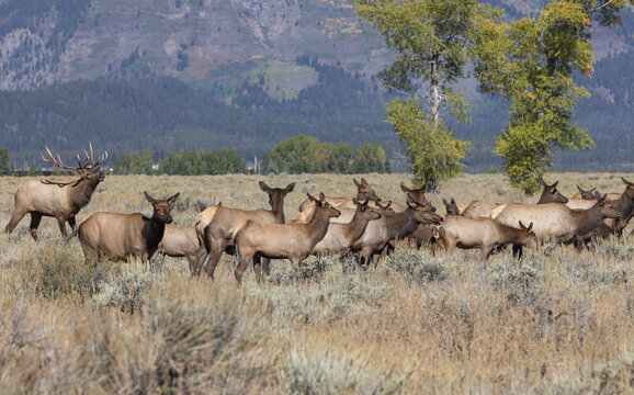 Herd of Elk Rutting in Autumn in Grand Teton National Park Wyoming