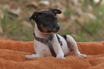 Ein kleines spanisches hundebaby
