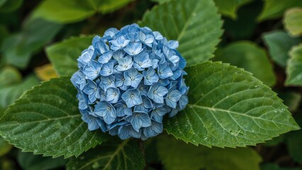 Blue hydrangea flower with green leaves.