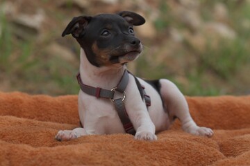 Ein kleines Hundebaby
