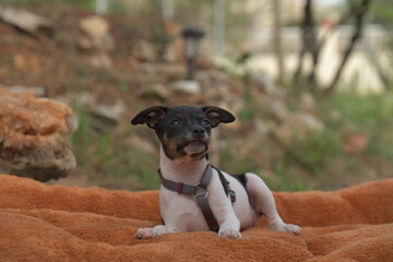 Ein 8 Wochen alter Ratonero Valenciano