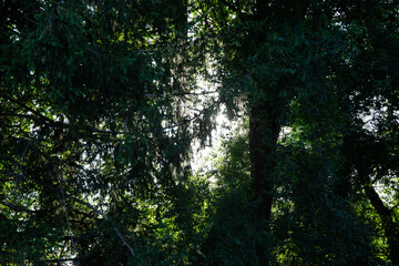 Close-up view of tree branches with lush green leaves illuminated by natural daylight. The soft background and organic textures create a peaceful and atmospheric nature scene