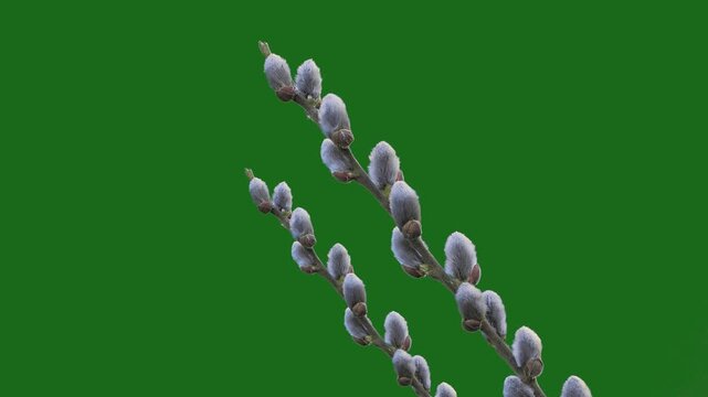 Easter symbol, first flowers of the willow tree in early spring on a green screen