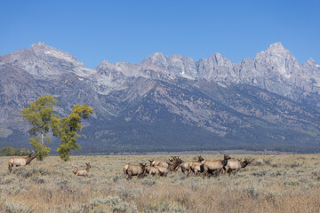 Herd of Elk Rutting in Autumn in Grand Teton National Park Wyoming
