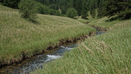 Obraz premium A small stream flowing through a lush, green grassy landscape with trees in the background.