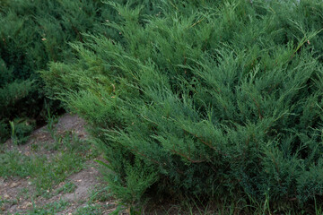 A juniper bush growing on a landscaped flower bed in a city park. The plant is surrounded by greenery and natural soft light, creating a calm and clean outdoor atmospher