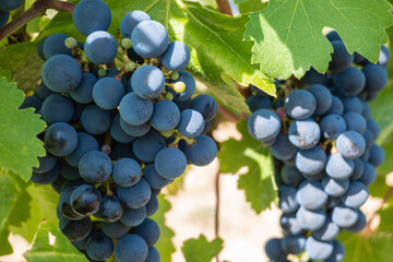 Large bunche of red wine grapes in summer vineyard.