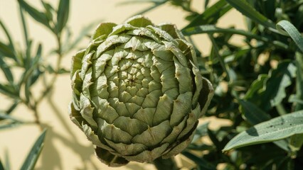Fototapeta premium Green artichoke bud surrounded by leaves.